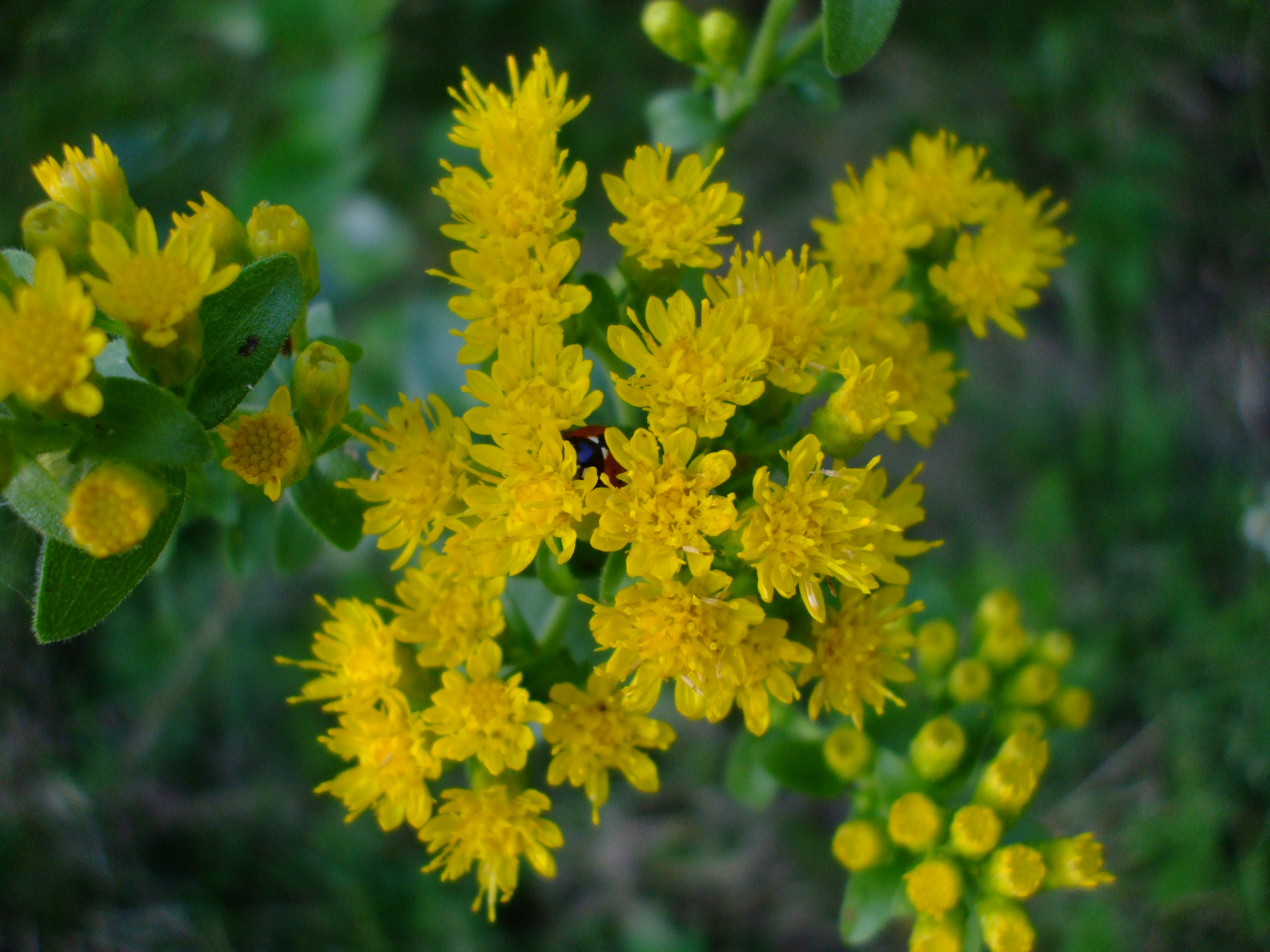 Solidago rigida